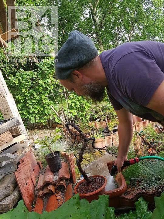 scots pine bonsai sweden